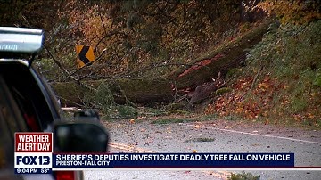 2 people killed when tree falls on car during 