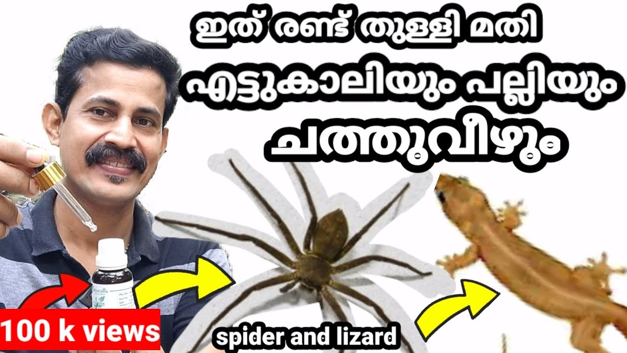Get rid of spider and lizard/ ഒറ്റസ് പ്രേമതി എട്ടുക്കാലിയും പല്ലിയും നാടുവിട്ടോടും Btech MIXMEDIA