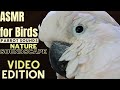 ASMR for Birds | Cricket & Parrot Sounds Nature Soundscape | HD Parrot TV  | 3+ Hours Bird Room TV