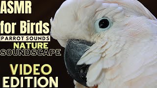 ASMR for Birds | Cricket & Parrot Sounds Nature Soundscape | HD Parrot TV  | 3+ Hours Bird Room TV