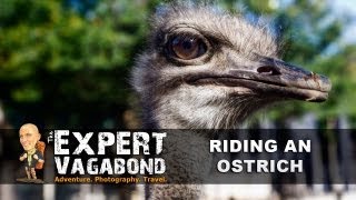 Riding An Ostrich South Africa