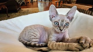 Devon Rex Kitten 10 weeks old (Silas) by Yoko Kat 334 views 9 months ago 1 minute, 14 seconds