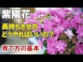 西洋アジサイの育て方　鉢植えの紫陽花を長く楽しむコツは置き場所を水やりのタイミング