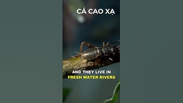 Lạ! Loài cá phun nước săn mồi bách phát bách trúng