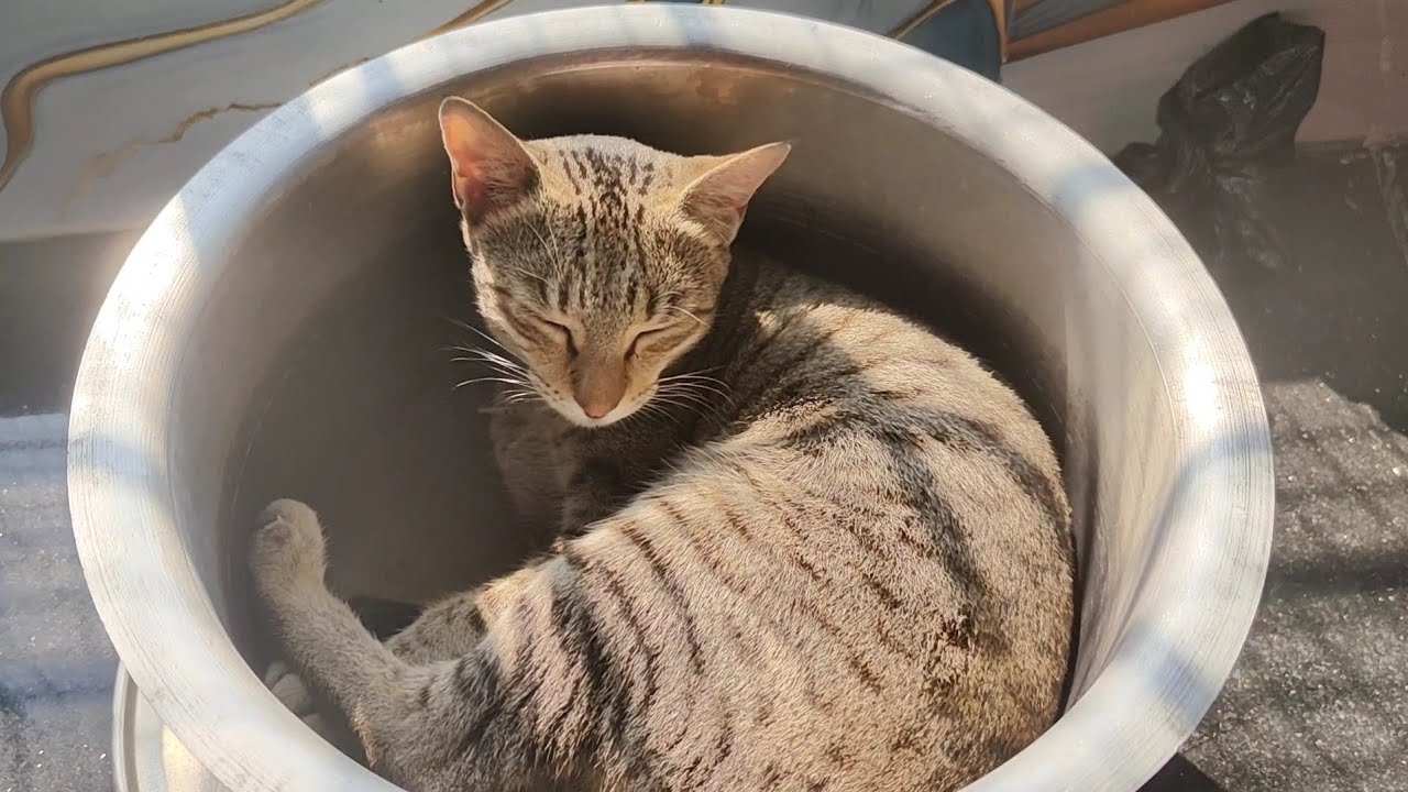 Cute meow kaha soyi hai 😸 | new cat video | cute cat video 