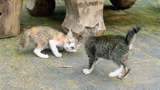 Sibling Chasing Kitten With Natural Reaction