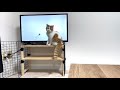 子猫に猫用動画を見せるとこうなります笑