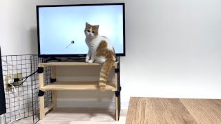 子猫に猫用動画を見せるとこうなります笑