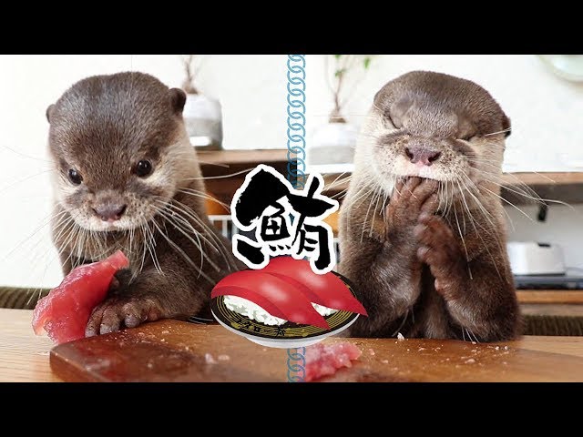 カワウソ コタロー　マグロの刺身はこうやって食べる　Kotaro the Otter Eating Tuna Sashimi