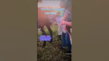 Рождение жеребёнка 😍🐴