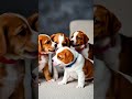 cute little puppy