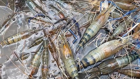 Mùa Nước Nổi Về Tôm Càng Xanh Cũng Về Theo | Cù Lao Dung Vlogs #257