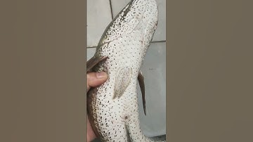 bí quyết lựa cá lóc đồng chuẩn 100%