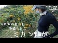 【古民家に住もう#133】30年放置された裏山を刈ったらミカン畑が現れました