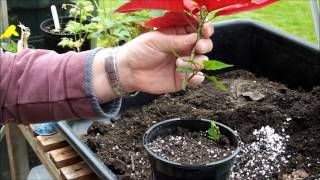 Taking poinsettia (Euphorbia pulcherrima) cuttings