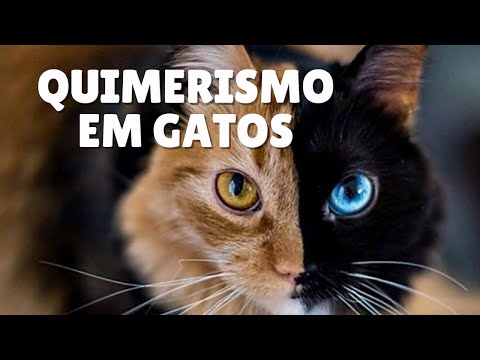 Vídeo: Os gatos quimera são raros?