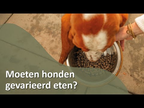 Video: Moeten honden gevarieerd eten?