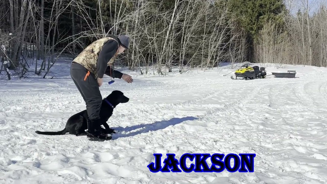 Training de chien en hiver