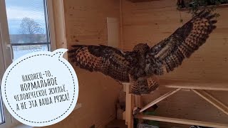 Eagle Owl Yoll came to live in the owl house. The owl lacks comfort