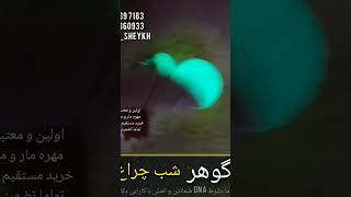 گوهر شبچراغ مهره_مار علوم_غریبه دفینهزیرخاکیاحضارموکلاستادکاوهجن خرمهره