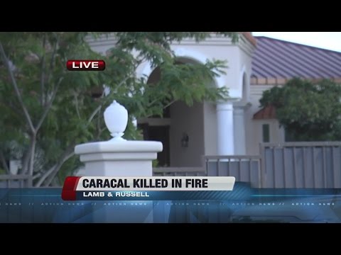 Exotic cat dead after fire at rapper Mally Mall's house