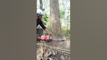 Cutting a Giant Teak Tree with a Chainsaw
