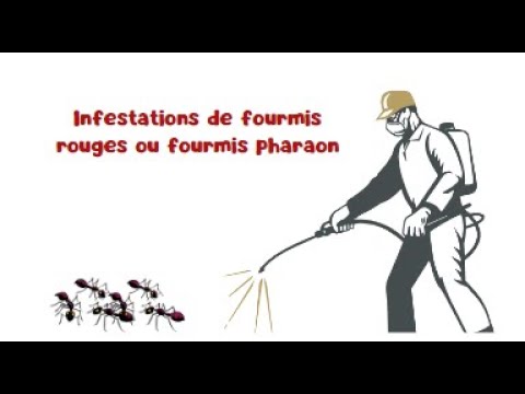 Vidéo: Fourmis pharaon : comment se débarrasser des