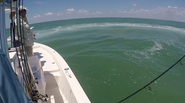 Huge hammerhead shark eats tarpon right off fishing line
