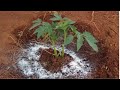 Adubação para o Tomate Florescer Rápido + Raleamento