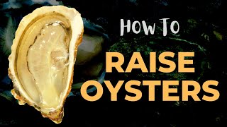 How To Raise Oysters