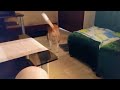 #4531 TRAVEL TIME - Mikey &amp; Riley, Lovable Dogs(Part3) of San Roque, Marikina, Philippines, SE Asia 