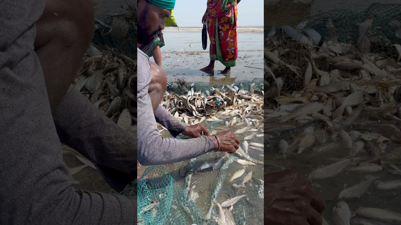 Sarini Net Fishing New Video Like Share Comment 