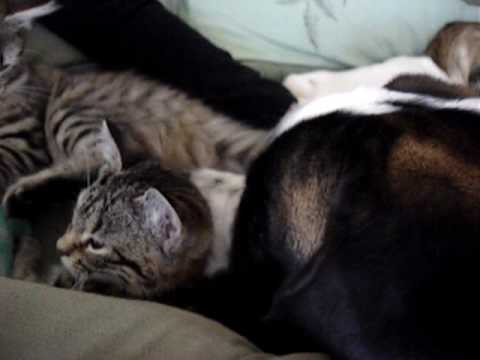 Saint Bernard Puppy and Kittens