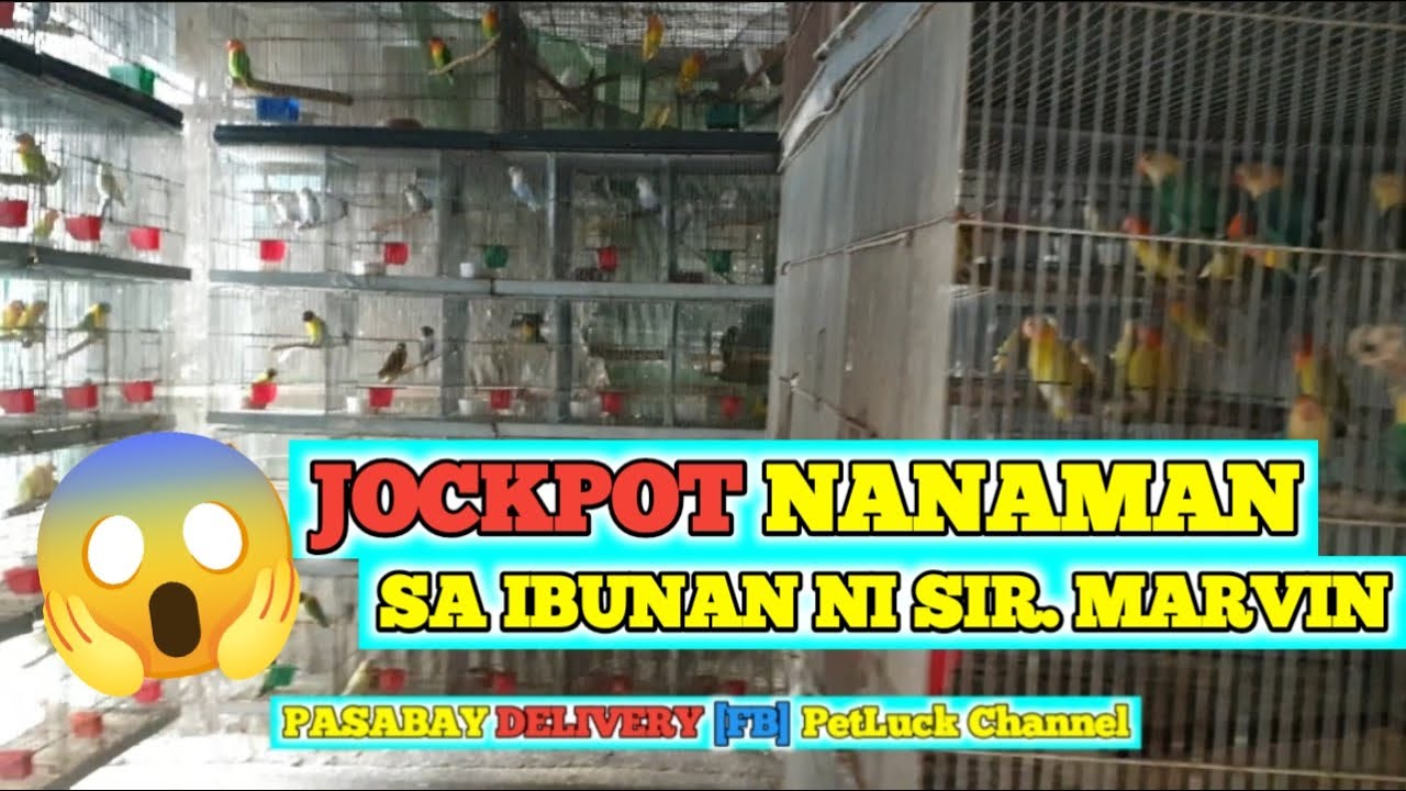 LOVEBIRDS SALE SA IBUNAN NI SIR. MARVIN