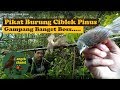 Pikat Burung Ciblek Gunung Dapet Banyak Mp3 - Mp4 Download