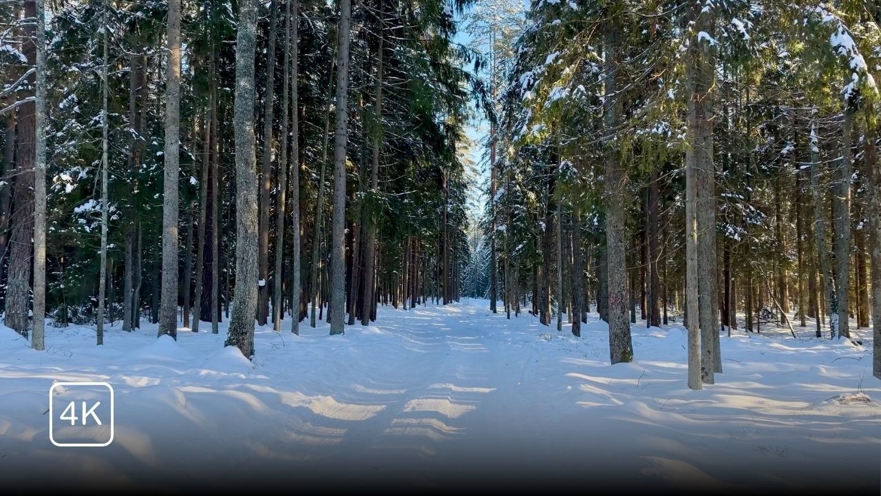 A Long POV Walk Through a Quiet Winter Forest