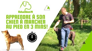 APPRENDRE A SON CHIEN A MARCHER AU PIED EN 3 MINUTES !!!