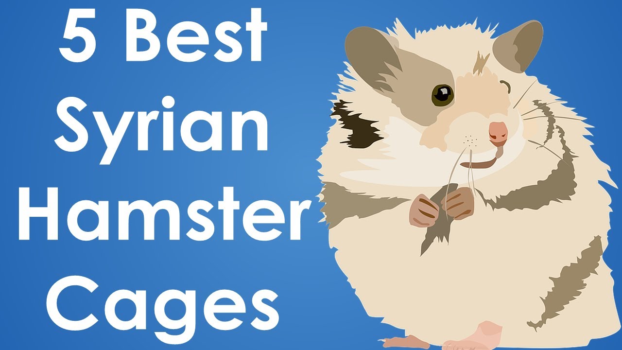 large hamster cages for syrian hamster