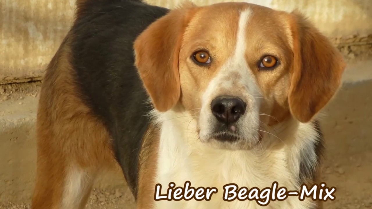 Ponziano Ein Lieber Beagle Mix Sucht Ein Zuhause Youtube