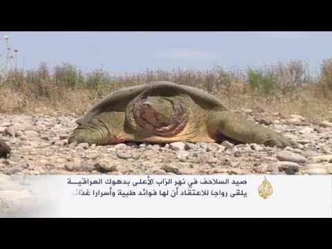 انتشار ظاهرة صيد السلاحف على نهر الزاب الأعلى بدهوك