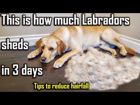 How to Reduce Dog Hairfall - Best Way to Control Dog Shedding at Home