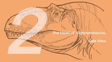 02 The Head of Giganotosaurus, Side View | Join ZHAO Chuang in Drawing Lucas the Giganotosaurus
