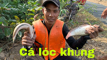 Kéo lưới bắt cá lóc khủng