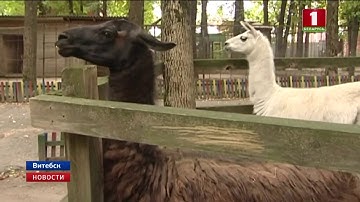 Белый самец ламы появился в Витебском зоопарке