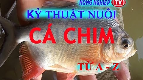 Kỷ thuật nuôi cá Chim
