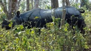 One horn Rhino & Bear in Chitwa national park , sauraha (चितवन राष्ट्रिय निकुञ्ज )