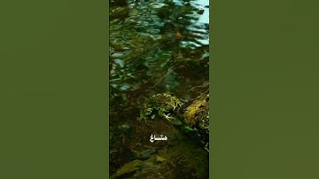 #قرآن #قران_كريم #راحة_نفسية #تلاوة_خاشعة #هدوء #اكسبلور #المصحف #تلاوة_هادئة #4krelaxation