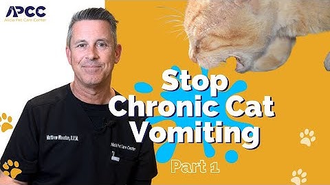 Stop Chronic Cat Vomiting, Part 1