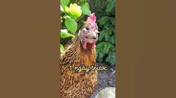 Ông trời đặt tên cho hoa này lạ lắm... #phusayhi #thienphu #shorts