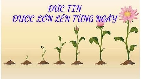 ĐỨC TIN ĐƯỢC LỚN LÊN TỪNG NGÀY | Suy Niệm Tin Mừng Chúa Nhật XI - Năm B